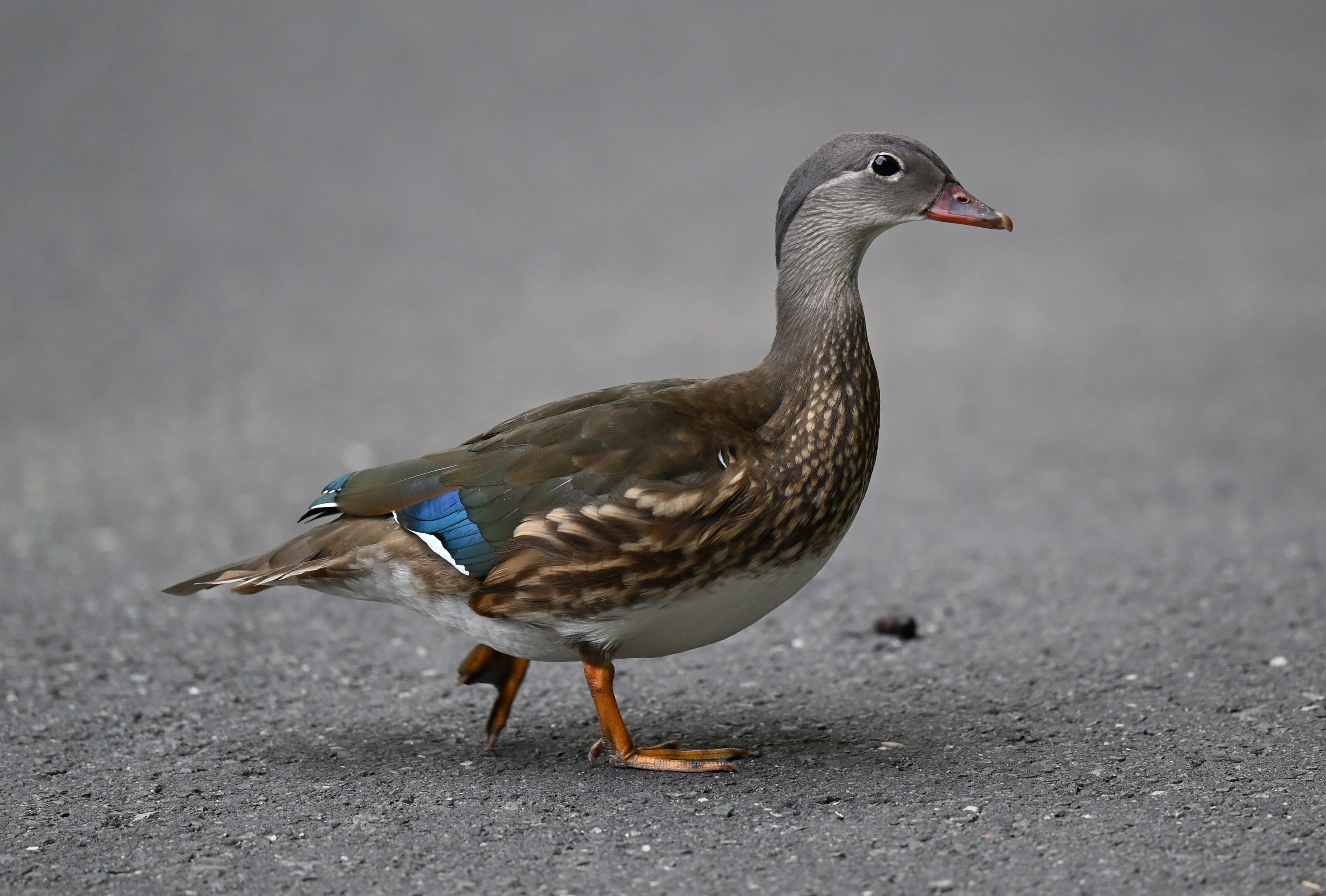 Ente