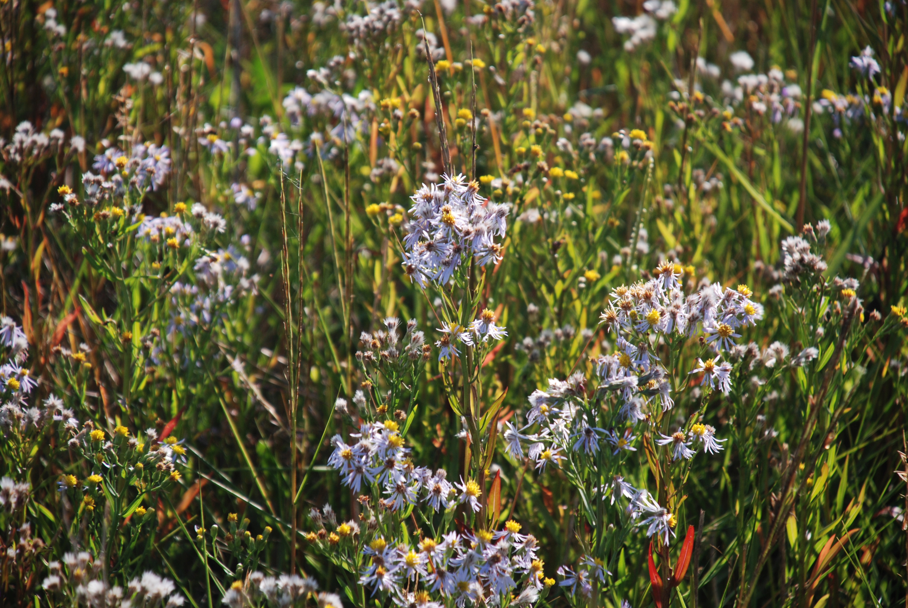 Salz-Aster