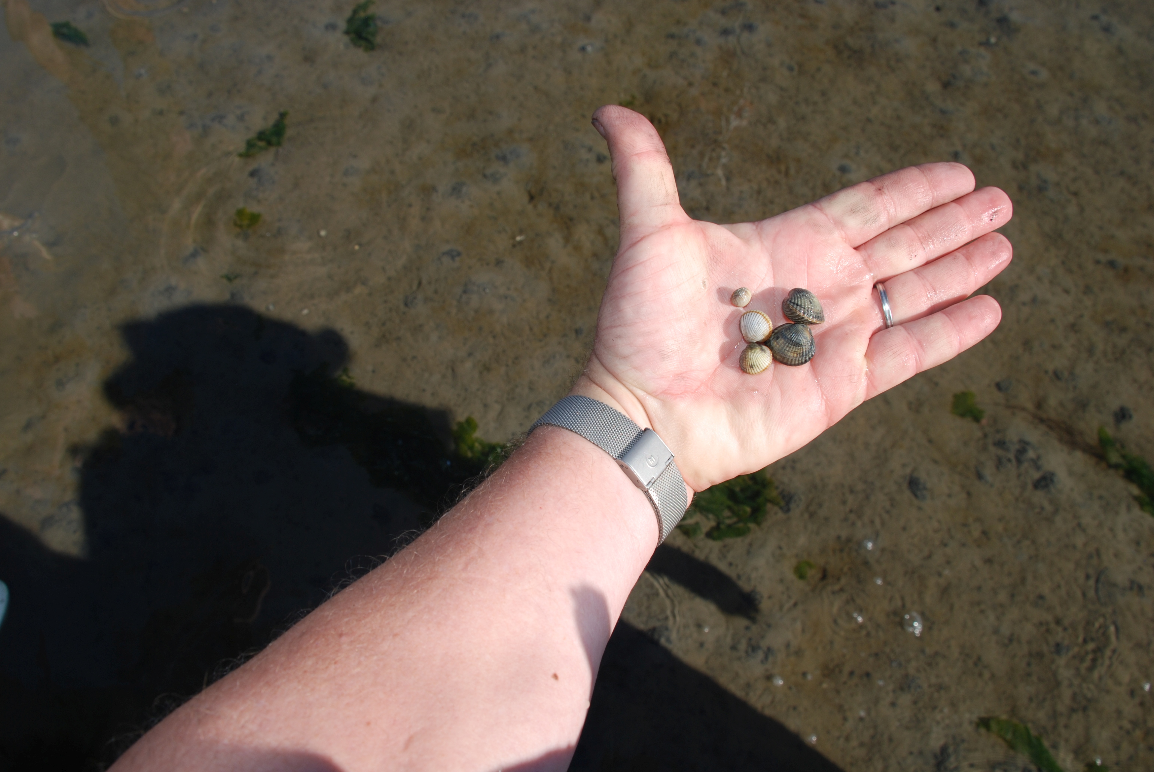 Herzmuscheln