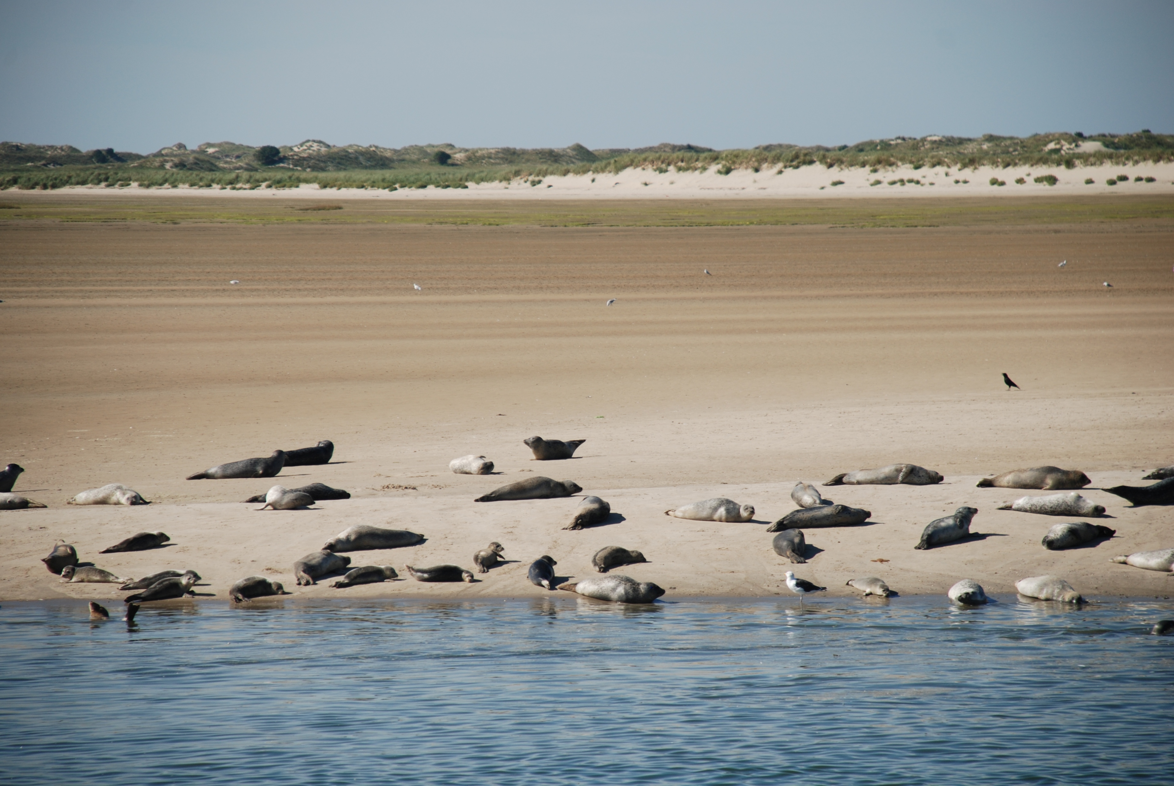 Robben vor Norderney