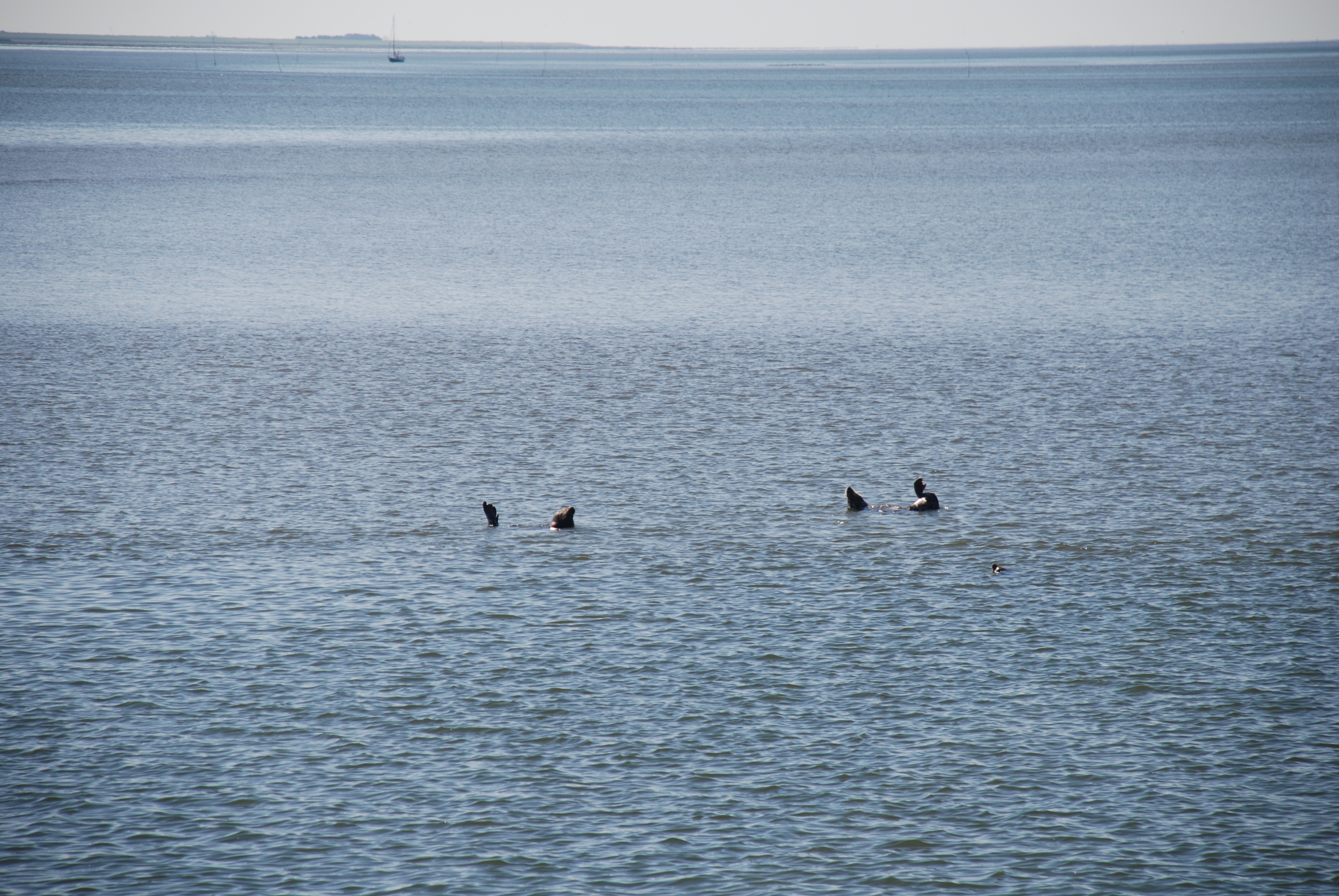 Watt Wasser Roben
